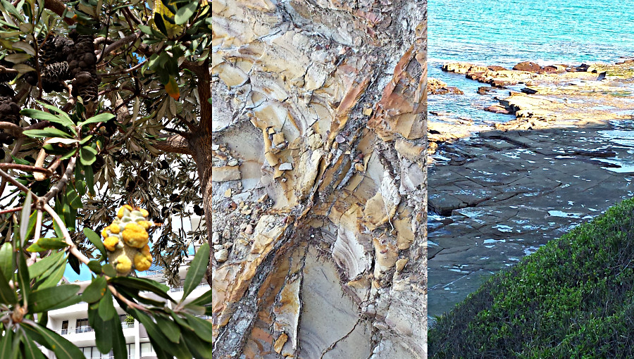 plant and beach patterns found in Newcastle, NSW 